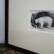 画像3: アンティーク挿絵：シロクマ／１９世紀 (3)