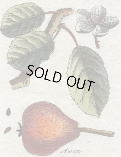 画像4: アンティーク植物図鑑挿絵：プランツ005／１８世紀 (4)