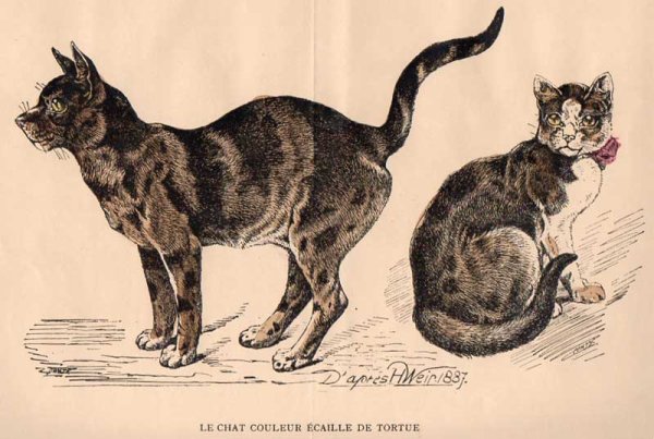 画像5: アンティーク挿絵：２匹のネコ／１９世紀 (5)