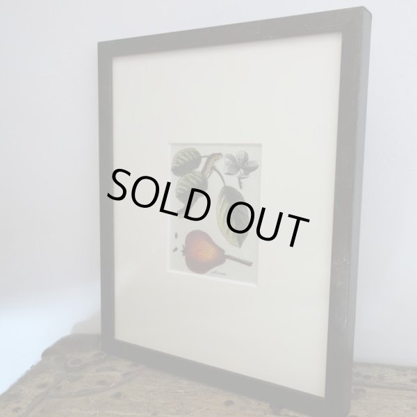 画像2: アンティーク植物図鑑挿絵：プランツ005／１８世紀 (2)