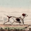 画像1: アンティーク挿絵：１匹の犬／１９世紀 (1)