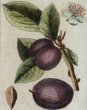 画像4: アンティーク植物図鑑挿絵：プランツ002／１８世紀 (4)
