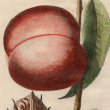 画像1: アンティーク植物図鑑挿絵：プランツ003／１８世紀 (1)