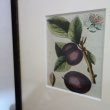 画像3: アンティーク植物図鑑挿絵：プランツ002／１８世紀 (3)