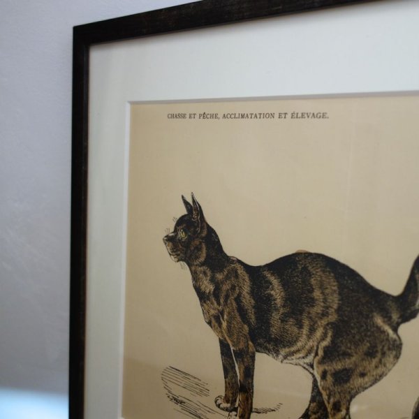 画像4: アンティーク挿絵：２匹のネコ／１９世紀 (4)