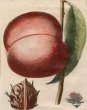 画像4: アンティーク植物図鑑挿絵：プランツ003／１８世紀 (4)