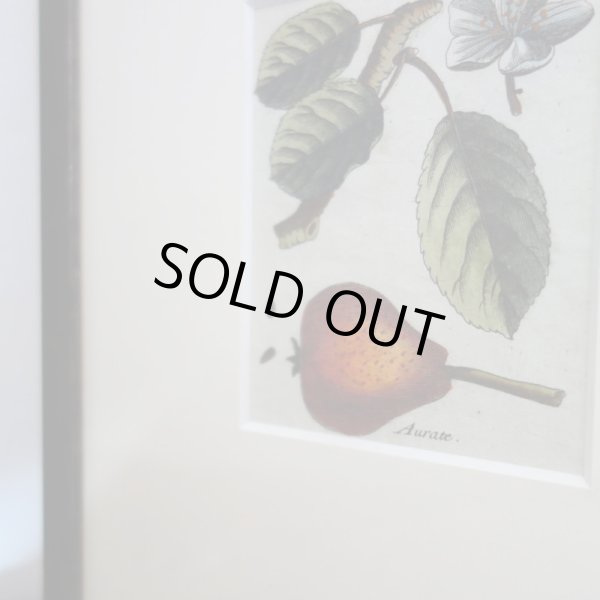 画像3: アンティーク植物図鑑挿絵：プランツ005／１８世紀 (3)